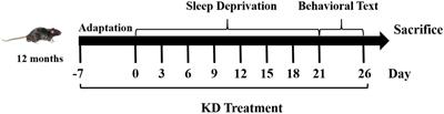 Ketogenic diet prevents chronic sleep deprivation-induced Alzheimer’s disease by inhibiting iron dyshomeostasis and promoting repair via Sirt1/Nrf2 pathway